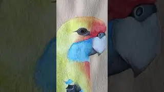 Yellow Rosella - Eye Detail