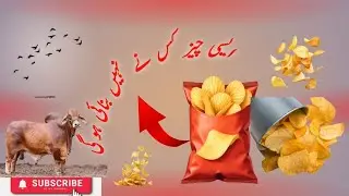 Ham na aj Alo jipas bnai#videoblog #vairalvideo #allofusaredead #delyvlogs #13million 