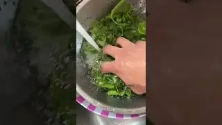 Eating Your Sidewalk: Garden 