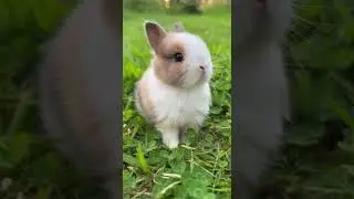 This bunny&rsquo;s nose twitch is too cute 🥹