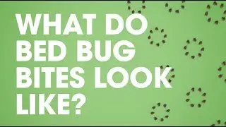 Raid&reg;: What Do Bed Bug Bites Look Like?