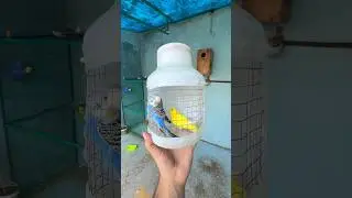 Budgies parrot ko colony main chore diya 🤩 #birds