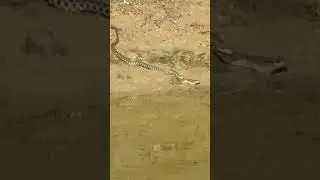 İlan qurbağanı tutub yeyir