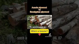 Acacia plywood vs eucalyptus plywood #plywood #birchplywood #acaciawood #eucalyptus #wood