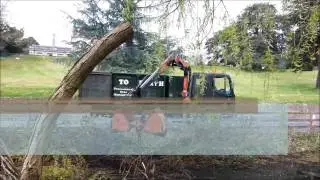 Removal of Collapsed Willow from Lake at Manor Park.