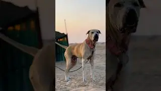 هتلر !! #bullykutta #xdogschool #dogschool #dogs #dog #doglover
