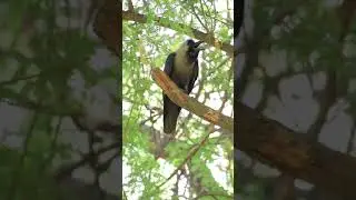 Grey necked house crow (Corvus Splendens) sound / call. #Shorts