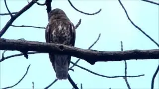 Brown Hawk Owl Calling