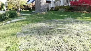 Naturalizing Bulbs Using A Lawn Aerator