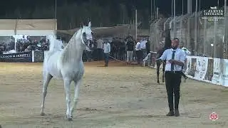 Manda Arabian Horse Show 2024   Class 40
