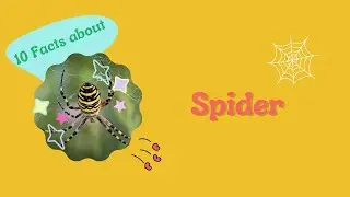 Arachnid Adventure: 10 Amazing Spider Facts!