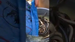 Testing PVC Eel Traps in Different Environments #fishing #video #videoshort