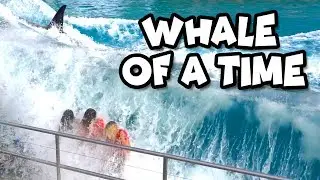 We Get Splashed by a Whale at SeaWorld Ocean Adventure. Totally TV
