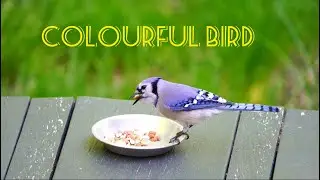 Colorful Bird Eating food , purple 💜, worderful Colour, Beautiful Bird 🐦,COSMOS SPECIES 🌍💕