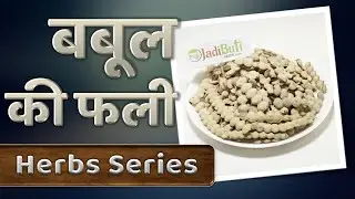 बबूल की फली के फायदे | Babool Fali ke fayde |  |  JadibutiStore