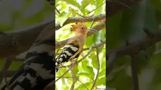 Mesmerizing Hoopoe Bird Call: Nature's Musical Maestro | #shorts #birds