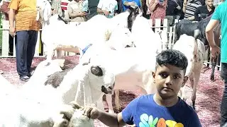 244kg goat part-1 surat 2025 ||  imran paris || highest weight ||  #goat #eid #bakra #competition