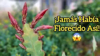 💖🌺 Cactus ORQU&Iacute;DEA | El SECRETO Para Una FLORACI&Oacute;N 🌸 IMPRESIONANTE 😱