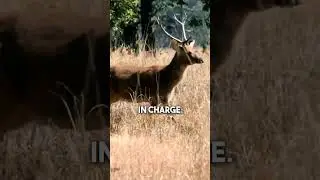 how deer communicate danger  