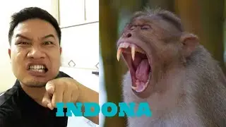 INDONA | MIHRING vs ZAWNG
