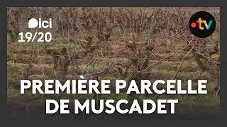 D&eacute;couverte de la premi&egrave;re parcelle de Muscadet &agrave; Ch&acirc;teau-Th&eacute;baud