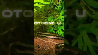 Cute Otocinclus! 🐟💚 The Best Algae Eaters | Tamil Aquarium Shorts