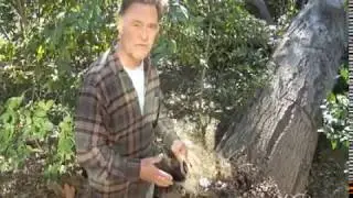 Tree Failure as a Result of Forest Edge Effect - Prune Like a Pro