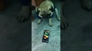 video ho gyi viral🫡 #dog #pug #funny #comedy #viral #shortsfeed #doglover #cute #mummy #trend