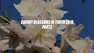 Best Cherry Blossom Festivals in Tokyo 2019/Part 2 東京のベスト桜まつり2019 Part 2