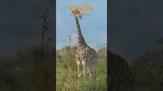 Giraffe Habitats