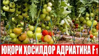 Адриатика F1: Сирдарёнинг шўр ерларида хам барқарор натижа бермоқда (Tomato Adriatika F1-Sakata)