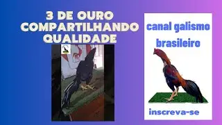 cocheira 3 de ouro ico moser,  distribuindo qualidade pelo brasil e  america latina