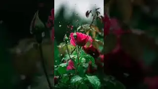 🎀#wishes#greetings#cards#whatsapp_status#inenglish#vgisunique