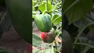 Red yellow Capscicum crop