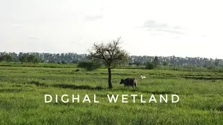 Dighal Wetland Bird Sanctuary  | प्रवासी पंछियों का गांव Rohtak Haryana