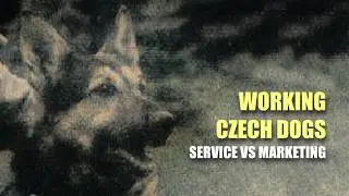 Czech Working Shepherds: Myth vs. Reality