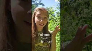 I spotted North America's most deadly plant! #funfacts #plants #foraging #facts #education