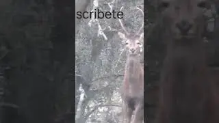 impresonante vareto