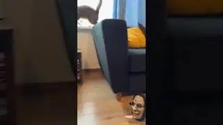 Cat Thought It Was A Monster #funny #viral #trending