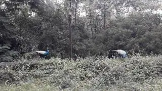 kolli hills near karavalli down hills