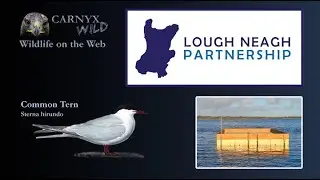 Lough Neagh: 2 Tern Raft🌙09/06/23