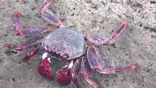 Grapsus adscensionis crabs on Fuerteventura