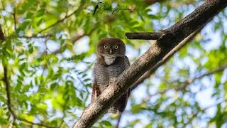 Jungle Owlet - Behaviour and Call