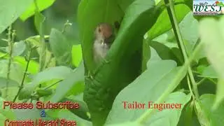 Tailor Bird  Nesting | Sewing Bird | Smallest Bird | Also name Song Bird