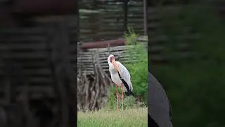 Yellow-billed Stork at Tree Lodge