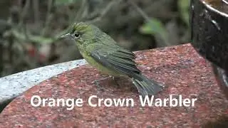 EBRPD Bird Compilation - Nov/Dec 2023 - Small Birds