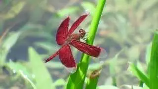 Neurothemis fluctuans male (08Nov2014)