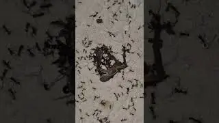 Carebara Diversa #insects #fourmis #ants #antkeeping #animals #antfarm #nature #carebaradiversa