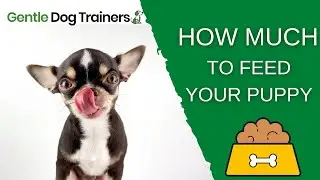 How Much Should You Feed Your Puppy? Dog Food 101 Series