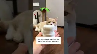 Get this Bright Eyes Wipe today to clean your cat&rsquo;s tear stain! 🙀